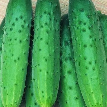 Зозуля F1 насіння огірка партенокарп. раннього 18-20 см (Breeding Seeds)