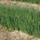 Легіонер насіння цибулі на перо (Breeding Seeds)