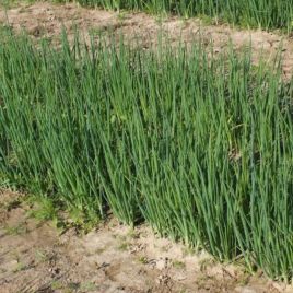 Легіонер насіння цибулі на перо (Breeding Seeds)