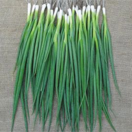 Лонг-Токіо (Лонг Токіо) насіння цибулі на перо (Breeding Seeds)