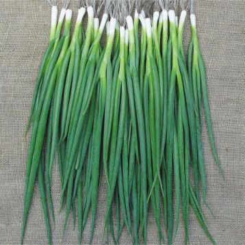 Лонг-Токіо (Лонг Токіо) насіння цибулі на перо (Breeding Seeds)