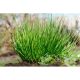 Лук-шнитт семена лука на перо (Breeding Seeds)