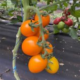 Лимонария F1 семена томата индет. раннего слив. 120-140 гр. желт. (Breeding Seeds)