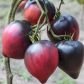 Сержант Пеппер (Сержант Пепер) семена томата индет. среднего сердц. 220-300 гр. фиолет.-роз. (Breeding Seeds)