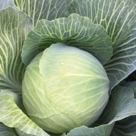 Аксель F1 (precision) семена капусты б/к поздней 135-140 дн. 2-3,5 кг окр. (Bejo)