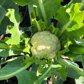 Капуста Софі F1 (INX 1074 F1) 