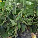 Огірок Проскор F1 