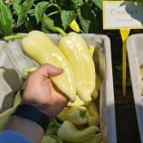 Сонетт F1 насіння перцю солодкого (Innova Seeds)