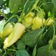 Сонетт F1 насіння перцю солодкого (Innova Seeds)