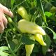 Сонетт F1 насіння перцю солодкого (Innova Seeds)