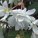 Шансон F1 белая (white) семена бегонии ампел. махровой 30-45см многол.(Cerny)