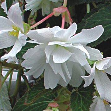 Шансон F1 біла (white) насіння бегонії (Cerny)