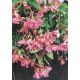 Шансон F1 розовая (pink) семена бегонии ампел. 30-45см многол. (Cerny)