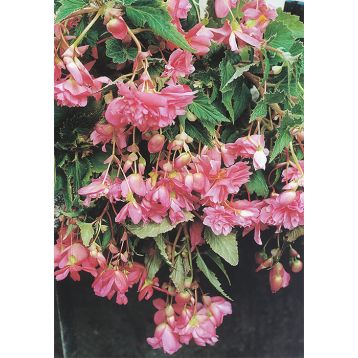 Шансон F1 розовая (pink) семена бегонии ампел. 30-45см многол. (Cerny)