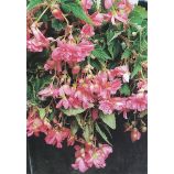 Шансон F1 розовая (pink) семена бегонии ампел. 30-45см многол. (Cerny)