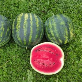 Зоря F1 семена арбуза тип крсв раннего 60-65 дн 8-10 кг окр (ZKI)