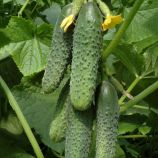 Кураж F1 семена огурца корнишона партенокарп. раннего 43-48 дн. 12-14 см (Breeding Seeds)