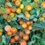 Аурентино F1 семена томата дет. слив. желтого (United Genetics)