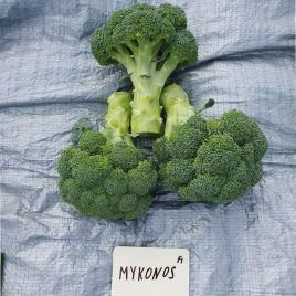 Миконос F1 семена капусты брокколи средней 73-83 дн. 0,7-1,2 кг (Sakata)