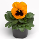 Фіно F1 Orange With Blotch насіння віоли (Syngenta)