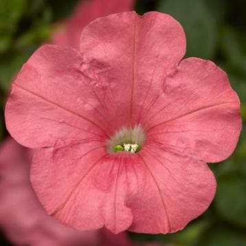 Фотофиниш F1 salmon семена петунии каскадной 35см (Syngenta)
