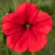 Фотофиниш F1 красная (red) семена петунии каскадной 35см (Syngenta)