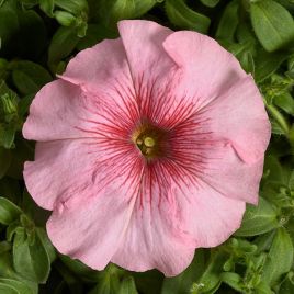 Гало F1 Салмон (Salmon) лососевая з прожилками семена петунии мультифлора 20-25 см (Cerny)