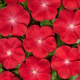 Вулкан F1 Скарлет Ай семена катарантуса 25-30 см (Cerny)