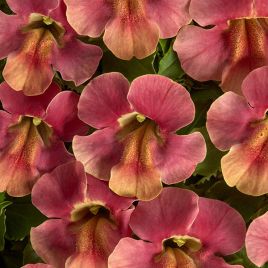 Медиус F1 пастельно-малиновый семена мимулюса 20-25см (Cerny)