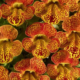 Медиус F1 пламенно-желтый семена мимулюса 20-25см (Cerny)