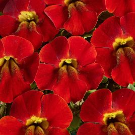 Медиус F1 темно-оранжевый семена мимулюса 20-25см (Cerny)