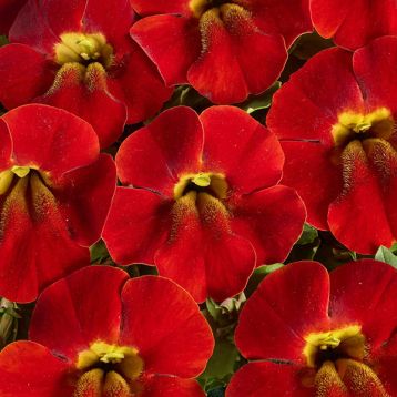 Медіус F1 темно-помаранчевий насіння мімулюса (Cerny)