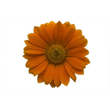 Энорма (Енорма) оранжевая семена газании 25см (Hem Genetics)