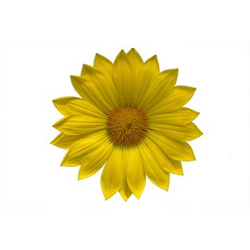 Енорма жовта насіння газанії 25см (Hem Genetics)