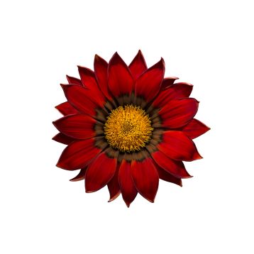 Енорма червоне коло насіння газанії 25см (Hem Genetics)
