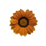 Энорма (Енорма) оранжевый круг семена газании 25см (Hem Genetics)