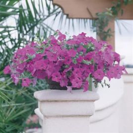 Вейв F1 lavender семена петунии ампельной 90-120см (Pan American)