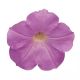Вейв F1 misty lilac семена петунии ампельной 90-120см (Pan American)