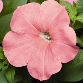 Саксес F1 TR лососевая семена петунии ампельной 25-30см (Benary)