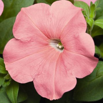 Саксес F1 TR лососева насіння петунії ампельної 25-30см (Benary)