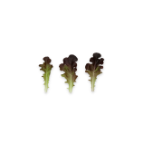 Боттас (Ботас) (Bottas) насіння салату бебі-ліф тип Дуболистий червон. (Rijk Zwaan)