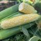 Екшен F1 насіння кукурудзи суперсолодкої Sh2 середньої 77 дн. 24-26 см 16-18 грн. біколор (Spark Seeds)