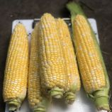 Екшен F1 насіння кукурудзи суперсолодкої Sh2 середньої 77 дн. 24-26 см 16-18 грн. біколор (Spark Seeds)