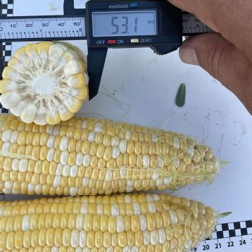 Казіно F1 насіння кукурудзи суперсолодкої Sh2 ультраранньої 63 дн. 20-22 см 16-18 грн. біколор (Spark Seeds)