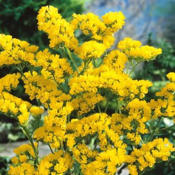 Хіпстер жовта насіння статиці (Benary)