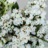 Хіпстер біла насіння статиці (Benary)