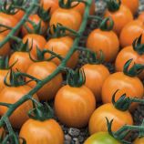 Оранбелло F1 (Оранбело F1) семена томата индет. раннего 67-73 дн. овал. 16-18 гр. оранж. (Esasem)