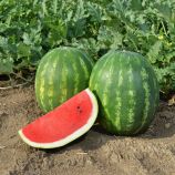 Кавун Леонардо F1