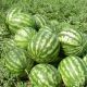 Кримсон Свит семена арбуза среднего 80-85 дн. 8-12 кг окр. (Innova Seeds)