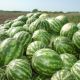 Кримсон Свит семена арбуза среднего 80-85 дн. 8-12 кг окр. (Innova Seeds)